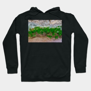 Zion Cove Study 1 Hoodie